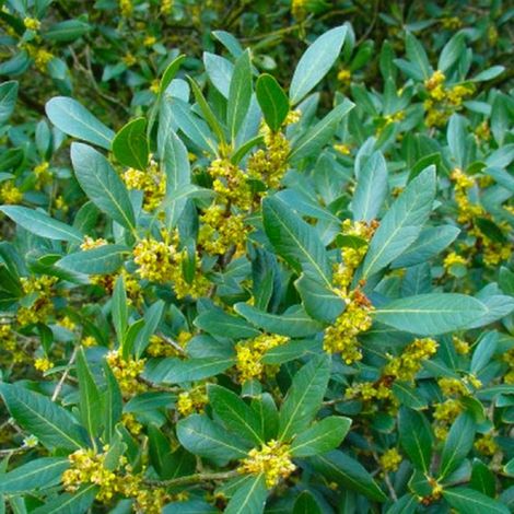 Pépinières Naudet – Filaire à feuilles larges – Arbuste persistant de 5m – Feuillage coriace vert – Floraison jaune de mars à juin – Excellente rusticité jusqu'à -15°C (1/3)