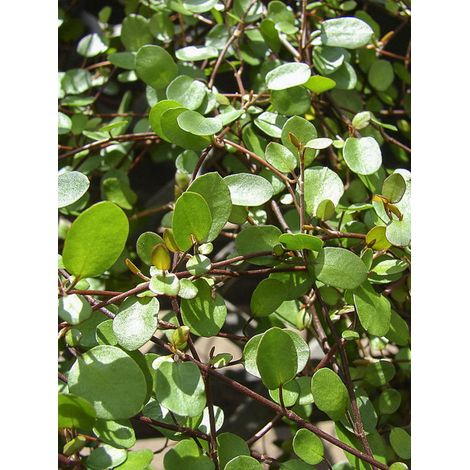 Muehlenbeckia complexa Mini-plante