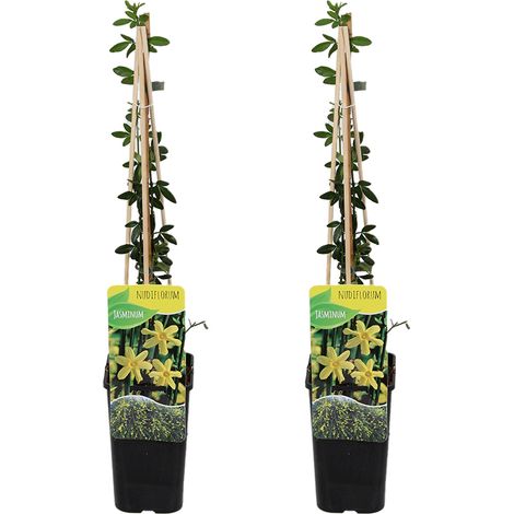 Bloomique - Lot de 2 - Jasminum Nudiflorum - Jasmin d'hiver - Jaune - Plantes grimpantes - Plantes de jardin - Rustique - Pot 15cm - Hauteur 70-80 cm