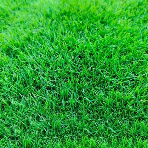 Ray-Grass 500 g – Gazon Croissance Rapide – Semences Jardin