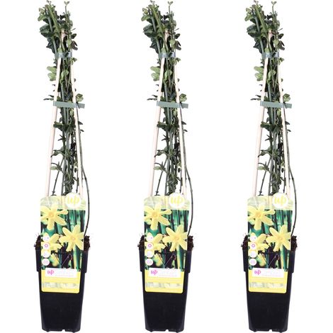 Lot de 3 Jasmins d'hiver (Jasminum nudiflorum) Plante Grimpante Fleurs Jaunes H65 cm Ø15 cm - PANGIVO