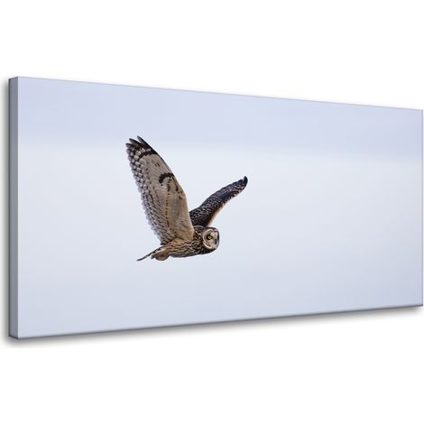 Leinwanddruck Tiere Eule im Flug 80x40 cm