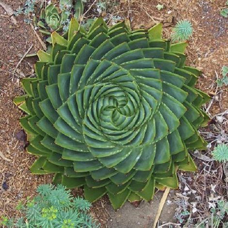 Aloe polyphylla in vaso 20 cm, aloe spirale ornamentale di grande pregio (1/4)
