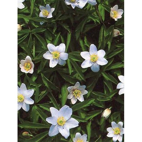 Anémone des bois, Anémone Sylvie 'Robinsoniana' Godet de 8/9 cm calibre I (1/2)