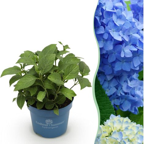 Hortensia Hydrangea Endless Summer Original Bleu - Plante de Jardin Rustique - Pot 14cm 20-25cm - PANGIVO (1/5)
