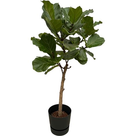 Ficus Lyrata Figuier Lyre sur Tige avec Pot Noir - 160 cm - Ø30 cm - PANGIVO