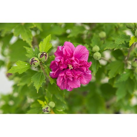 3 cuttings - Hibiscus French cabaret red pink double