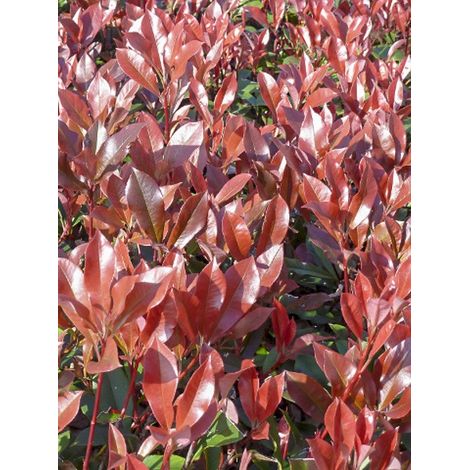 Photinia 'Dynamo Red' Pot de 4L/5L (1/2)