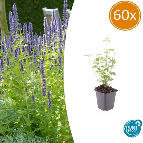 Lot de 60 Agastache 'Black Adder' Plante Vivace Mellifère Fleurs Violettes 10-25cm Pot Ø9cm - PANGIVO (1/5)