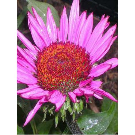 Rudbeckia pourpre 'Fatal Attraction' Godet de 8/9 cm (1/3)