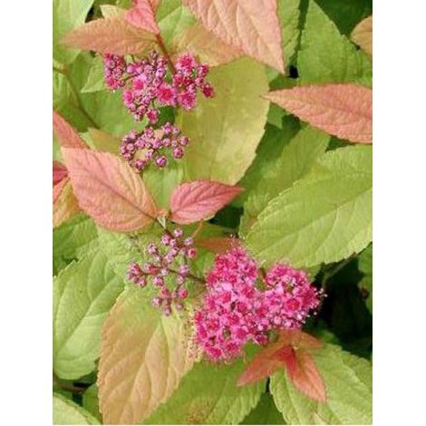 Spirée japonaise 'Firelight' Godet de 8/9 cm