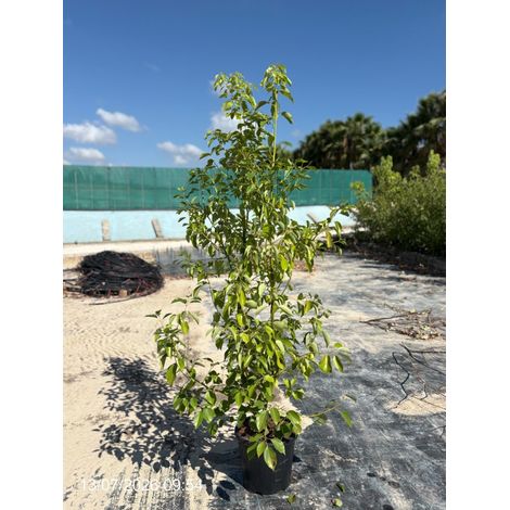 Camphrier Cinnamomum Camphora Buisson 30 cm Plante Aromatique Persistante