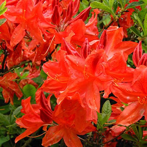 Azalée caduque knaphill rouge - Azalea knaphill  - 40-50 cm pot