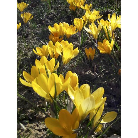 Crocus Mamouth 'Grand Jaune' Bulbe calibre 8+ (par 25) (1/2)