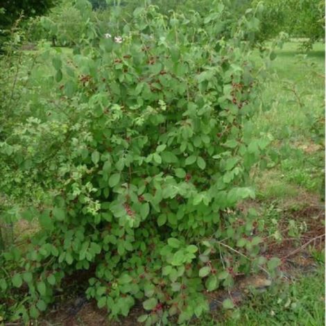 Chèvrefeuille des haies (Lonicera xylosteum) (1/2)