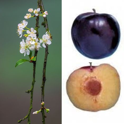 Planta Frutal Ciruelo Angeleno. Piel Azul Oscuro. 80 - 90 Cm