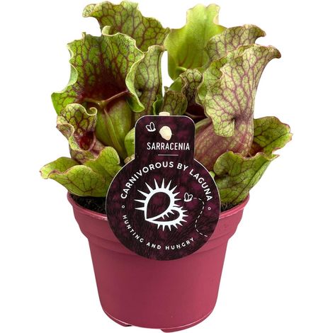 Sarracenia Plante Carnivore d'Intérieur Ø12 cm Hauteur 20 cm Décorative et Anti-insectes - PANGIVO (1/5)