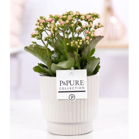 Kalanchoé Rose en Pot Céramique Blanc Brillant Ø12 cm Hauteur 27 cm Plante d'Intérieur - PANGIVO