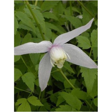 Clématite macropetala 'Willy' Pot de 2L/3L (1/2)