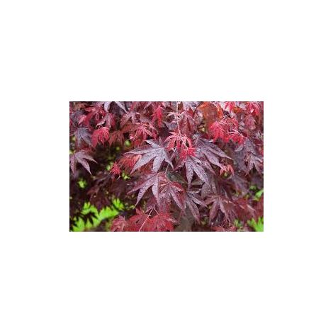 Acero palmatum bloodgood vaso 19cm