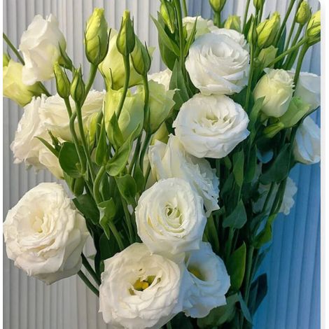 Graines De Lisianthus - 5000 Graines Par Sachet - Pour Jardin Balcon Et Pots - Variété Blanche (1/3)