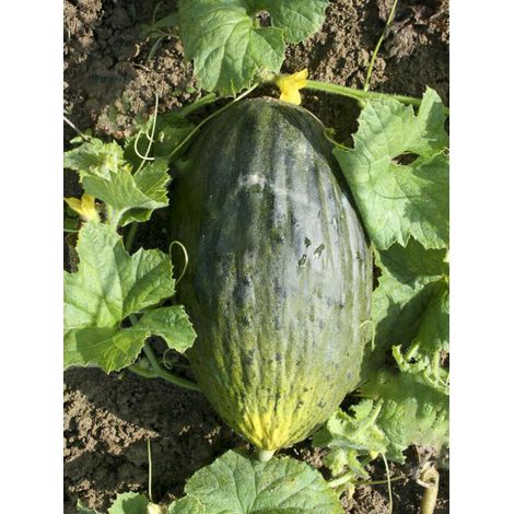 Melon 'Vert Olive d'Hiver' le sachet de 15 graines environ