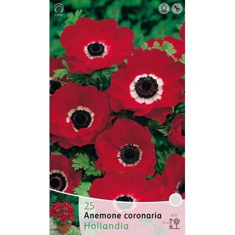 BULBI AUTUNNALI ANEMONE HOLLANDIA CONFEZIONE 20 BULBI BULBS BULBES (1/2)