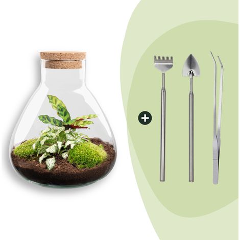 Terrarium DIY avec Calathea et Fittonia - Kit Écosystème Autonome - H 27 x Ø 22,5 cm - PANGIVO (1/2)