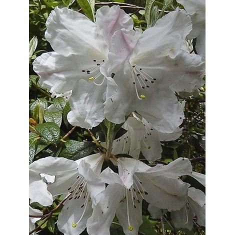 Rhododendron nain parfumé Pot de 3L/4L (1/3)