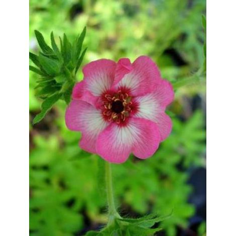 Potentille hopwoodiana Godet de 8/9 cm (1/2)
