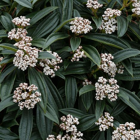 VIBURNO DAVIDII VASO 17CM