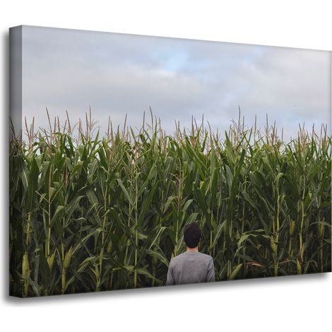 Leinwanddruck Naturmotiv Maisfeld 70x50 cm