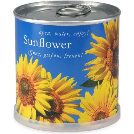 Tournesol à faire pousser en boite