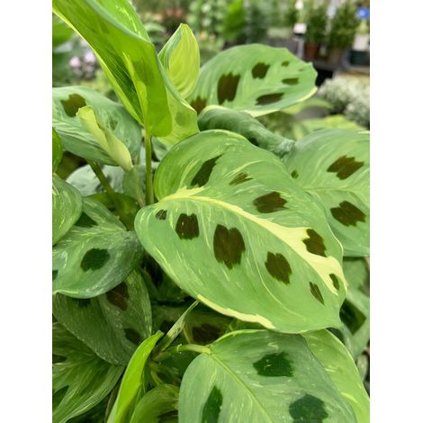 Gardenaria Maranta leuconeura 'Kerchoveana' - Pianta da interno ornamentale - Altezza: 30 cm (vaso 12) (1/3)