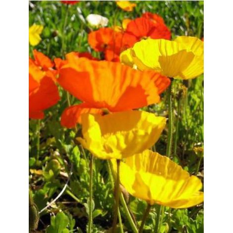 Pavot d'Islande 'Gartenzwerg' Godet de 8/9 cm