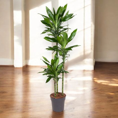 Gardenaria Dracaena fragrans 'Janet Lind' - Pianta da interno ornamentale - Altezza: 80 cm (vaso 19)