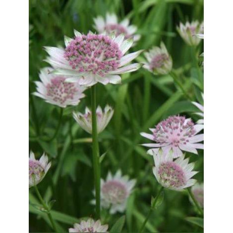 Grande Astrance 'Buckland' Godet de 8/9 cm (1/2)