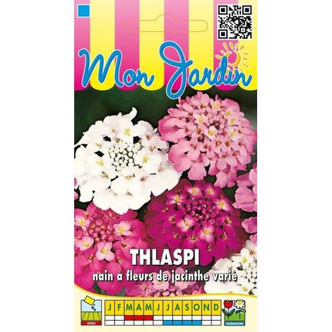 Thlaspi nain à fleurs de jacinthe varié - 2g