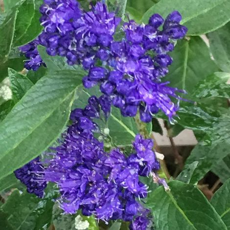Spirée bleue 'Heavenly Blue' - 25-30 cm pot