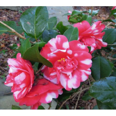 Camelia rosa intenso "Camellia japonica" pianta in mastello Ă¸35cm  h 130/150 cm (1/4)