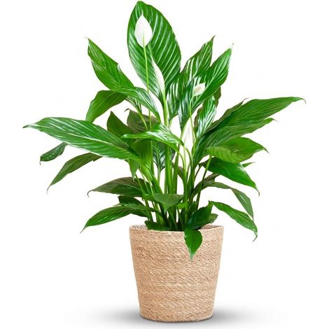 Spathiphyllum Sweet Lauretta Fleur de Lune avec Panier en Jonc de Mer Naturel 80 cm Ø21 cm - PANGIVO (1/4)