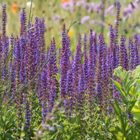 4 x Sauge nemorosa  - Salvia nemorosa 'Ostfriesland'  - godet