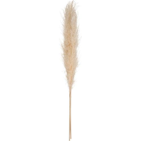 Atmosphera – Lot de 3 branches de pampa séchées 109 cm – Plantes naturelles pour décoration intérieure – Ambiance bucolique et poétique
