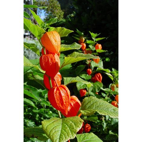 PHYSALIS ALKEKENGI CHINESE LANTERN VASO 13CM (1/2)