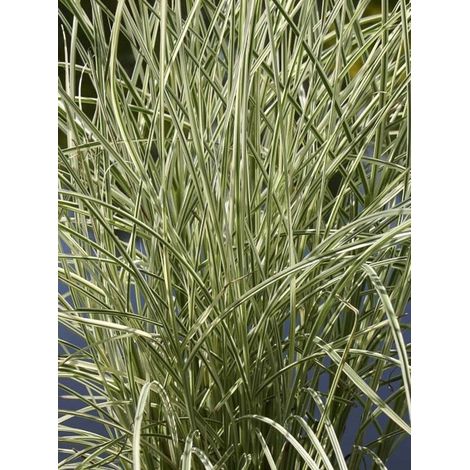 Eulalie, Roseau de Chine 'Morning Bright' Godet de 8/9 cm (1/2)