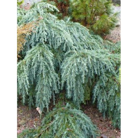 Cèdre de l'Himalaya nain Pot de 3L/4L