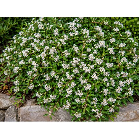 Gardenaria Cotoneaster salicifolius 'Repens' - Arbusto ornamentale da giardino - Altezza: 30/35 cm (vaso19) (1/3)
