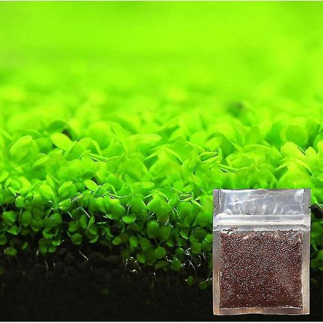 Graines de plantes ornementales pour aquarium, décoration de paysage pour aquarium, graines d'herbe aquatique faciles à cultiver - Grandes feuilles