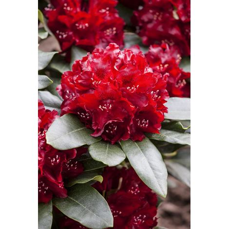 Rhododendron 'Cherry Kiss'® Rhododendron Hybr.'Cherry Kiss' -R- C 5 30- 40