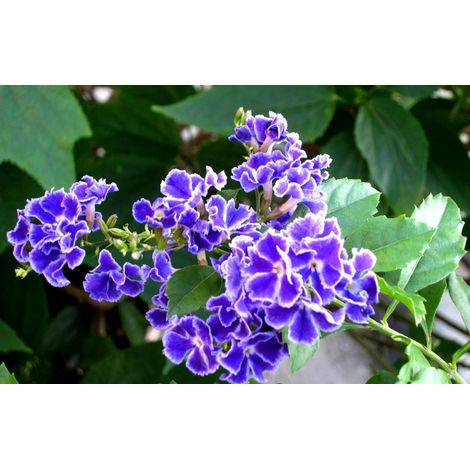 Vivaio Garden Forest – Plante Duranta repens – Plante grimpante à fleurs bleues et violettes – Pot 20 cm – Exposition ensoleillée ou semi-ombragée (1/3)